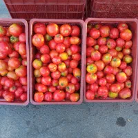 گوجه فرنگی مخصوص رب به شرط ازبذر خاص و مرغوب ترین|خوردنی و آشامیدنی|بوکان, |دیوار