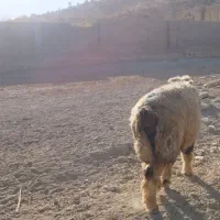 قوچ داشتی|حیوانات مزرعه|ارژن, |دیوار