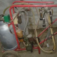 شیردوش لاله