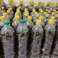 فروش خیارشور ویژه