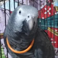 کاسکو شکلاتی نر وماده|پرنده|لاهیجان, رجایی|دیوار