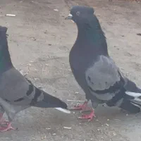 کبوتر پرشی