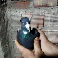 نر پلنگ|پرنده|کرمان, |دیوار