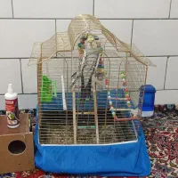 عروس هلندی|پرنده|جونقان, |دیوار