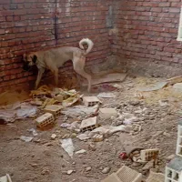 سگ ماده سرابی|سگ|دهگلان, |دیوار