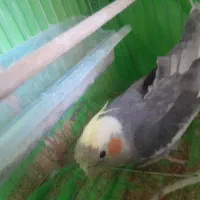 عروس هلندی جفت|پرنده|سبزوار, زینبیه|دیوار