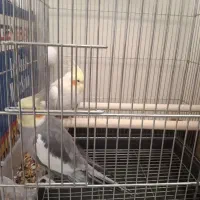 معاوضه عروس هلندی|پرنده|شاهین‌شهر, عطار|دیوار