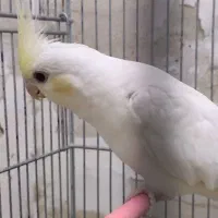 عروس هلندی کرم فیس