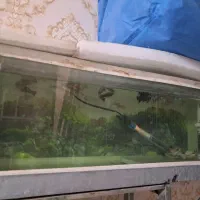 ماهی|ماهی|مشهد, مشکینی (شهرک غرب)|دیوار