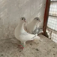 زاغ دمسفید نر چپ ساده مقبول|پرنده|شاندیز, |دیوار