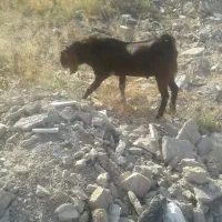 نر بز پاکستانی