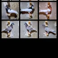 کفتر پلاکی شهری