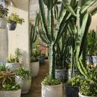 افوربیا جینز