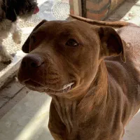 سگ پیتبول|سگ|کرج, کیانمهر|دیوار