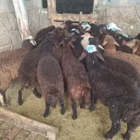 ۲۳عددبره قزل افشار