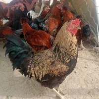 خروس کوردی هلندی