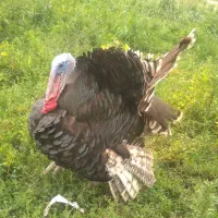 بوقلمون نروماده
