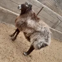 قوچ افشار هترو اصیل