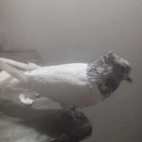 کفتر خال|پرنده|شهریار, رزکان|دیوار