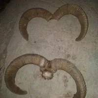 دوجفت شاخ مناسب دکور و ساخت دسته چاقو