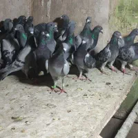 کفتر هوایی جوون|پرنده|شیراز, دارالرحمه|دیوار