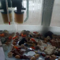 آکواریوم|ماهی|ماکو, |دیوار