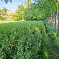 ترون نایلکس وریشه ای