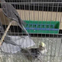 سه عدد عروس هلندی مولد