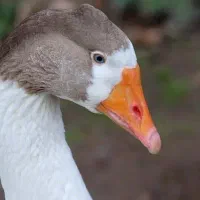 غاز بالغ ارگانیک