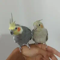 عروس هلندی جفت مولد