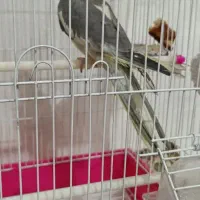 عروس هلندی معاوضه باکفتر