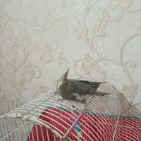عروس هلندی ماده