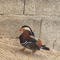 فروش تک نر ماندارین رنگی ۲ساله