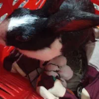 خرگوش ماده با۴تا بچه خرگوش تازه زاییده