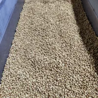 پسته کله قوچی خندان