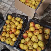 گلابی شیرین و ابدار