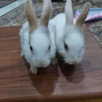 خرگوش لوپ جرسی خوشکل