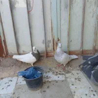 یک جفت کفتر خوب