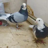 کفتر پرشی