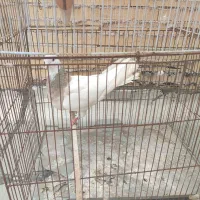 ماده طوقی زرد