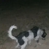 توله قهدریجانی