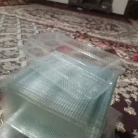 لانچ بزرگ میوه