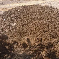 پهن گوسفندی