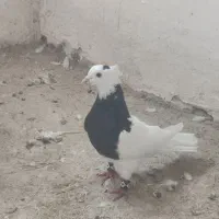 کبوتر طوقی|پرنده|ماهیدشت, |دیوار
