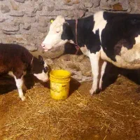 گ او سیسمنتال با گوسالع نر سیمینتال اصل