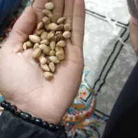 پسته|خوردنی و آشامیدنی|مشهد, چهنو|دیوار