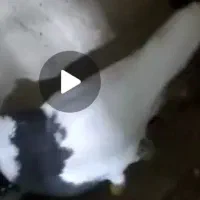 طوقی سیاه گونه دار