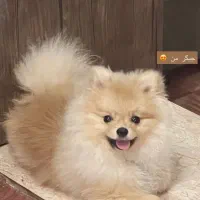 سگ پامرانین خرسی