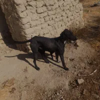 دورگه تازی ۱ساله|سگ|دیواندره, |دیوار