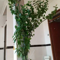 گل فروشی با گلدان